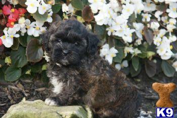 Tyson - Shihpoo Male